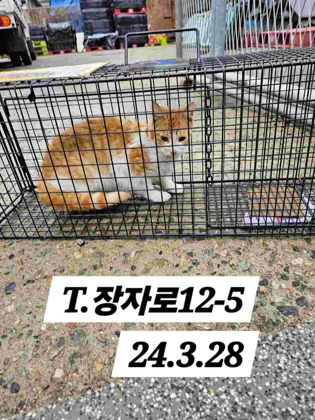 보호중동물사진 공고번호-인천-남동-2024-00121