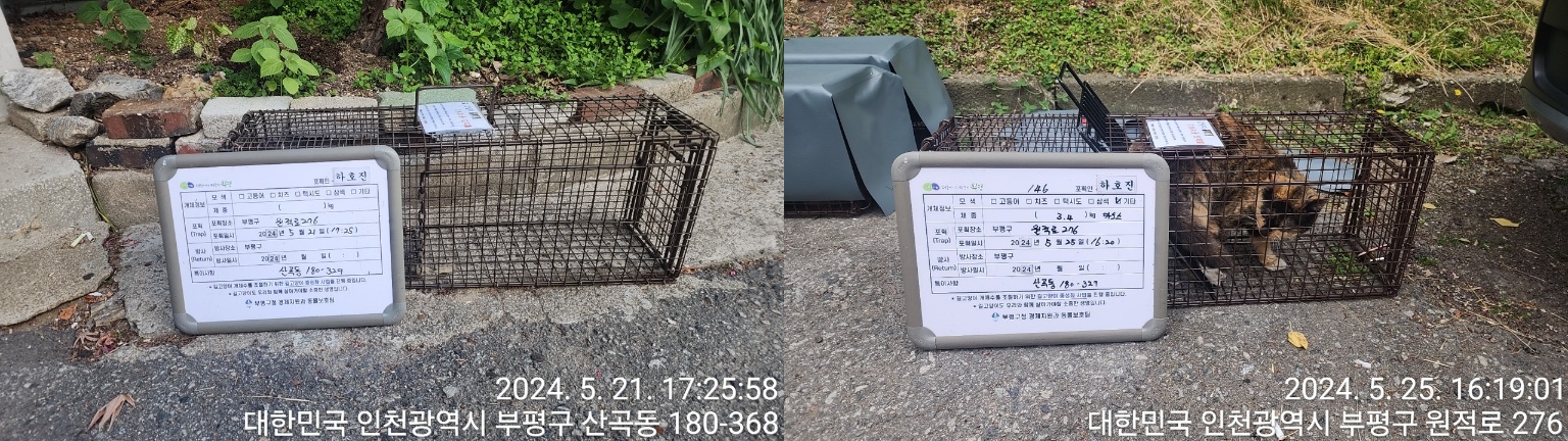 보호중동물사진 공고번호-인천-부평-2024-00212