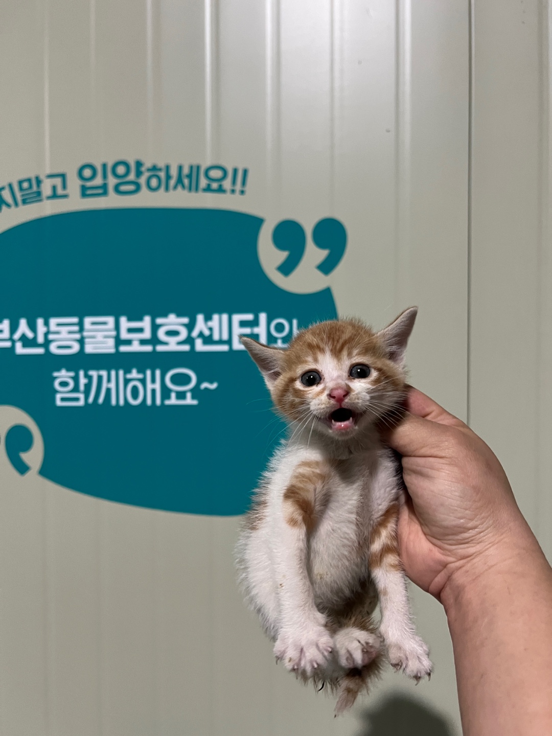 한국 고양이사진