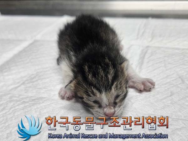 공고 번호가 경기-파주-2024-00378인 한국 고양이 동물 사진  
