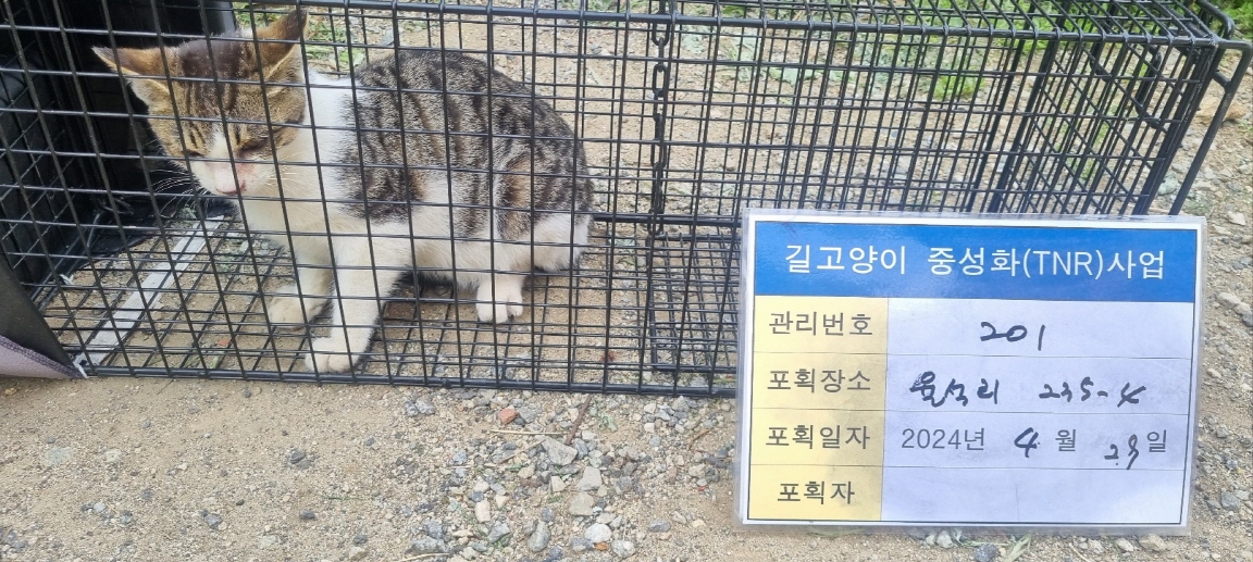 보호중동물사진 공고번호-경기-남양주-2024-00917