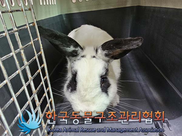 공고 번호가 서울-중구-2024-00013인 기타축종 동물 사진