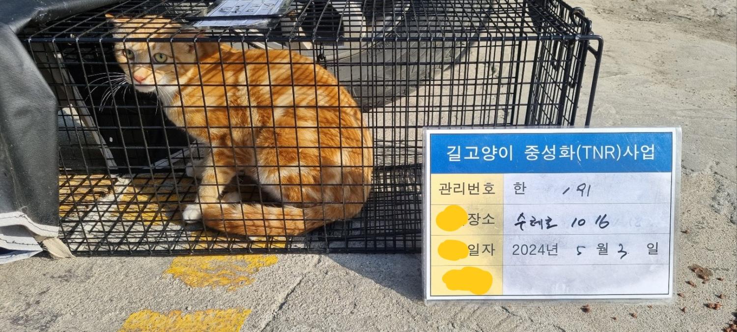 보호중동물사진 공고번호-경기-남양주-2024-00968
