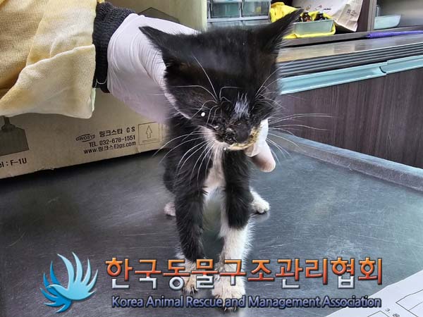 공고 번호가 경기-김포-2024-00291인 한국 고양이 동물 사진  