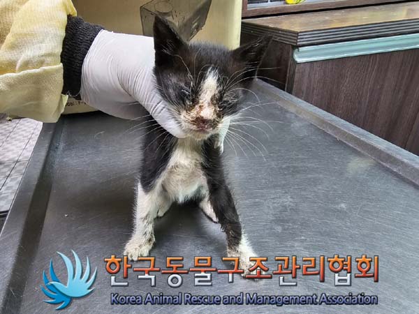 공고 번호가 경기-김포-2024-00292인 한국 고양이 동물 사진  