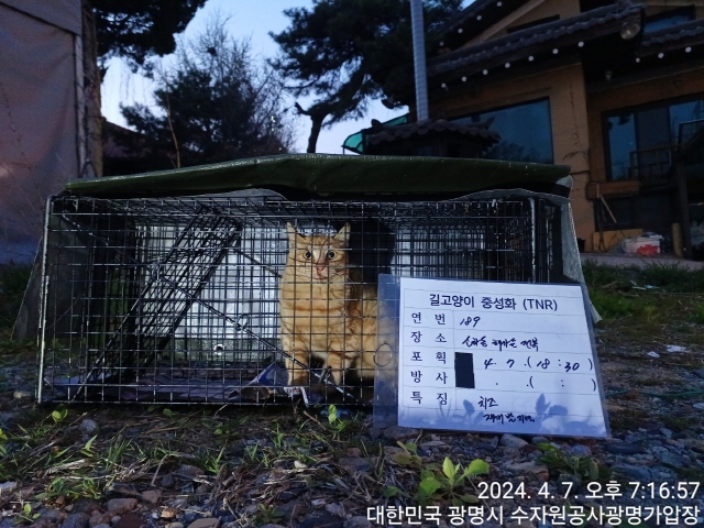 보호중동물사진 공고번호-경기-광명-2024-00190