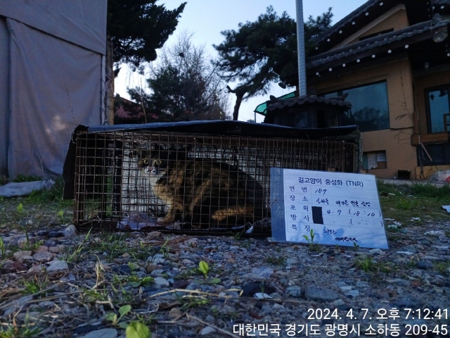 보호중동물사진 공고번호-경기-광명-2024-00189