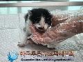 공고 번호가 경기-의정부-2024-00078인 한국 고양이 동물 사진