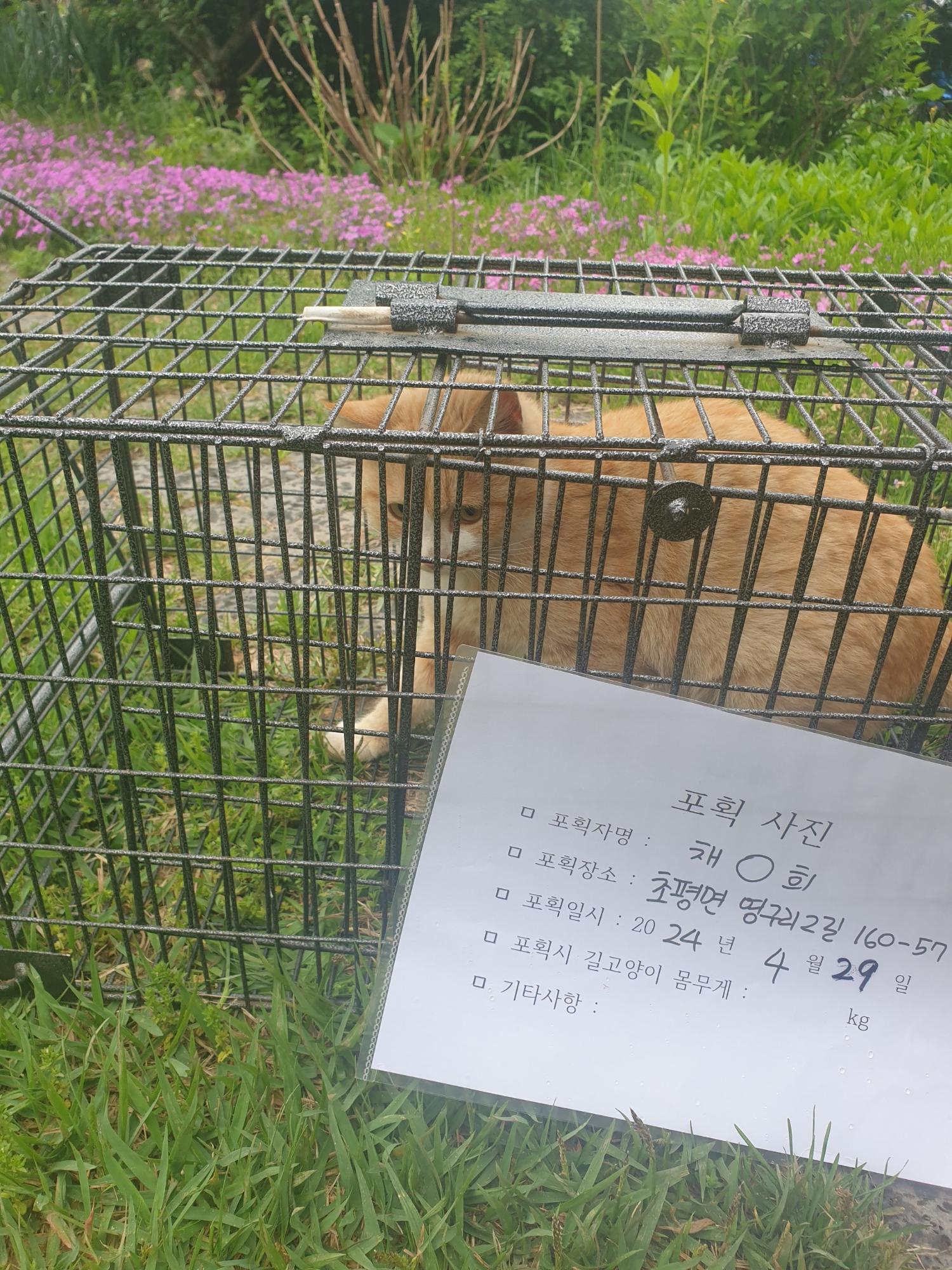 보호중동물사진 공고번호-충북-진천-2024-00137