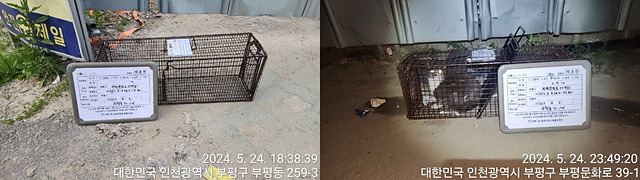 보호중동물사진 공고번호-인천-부평-2024-00206