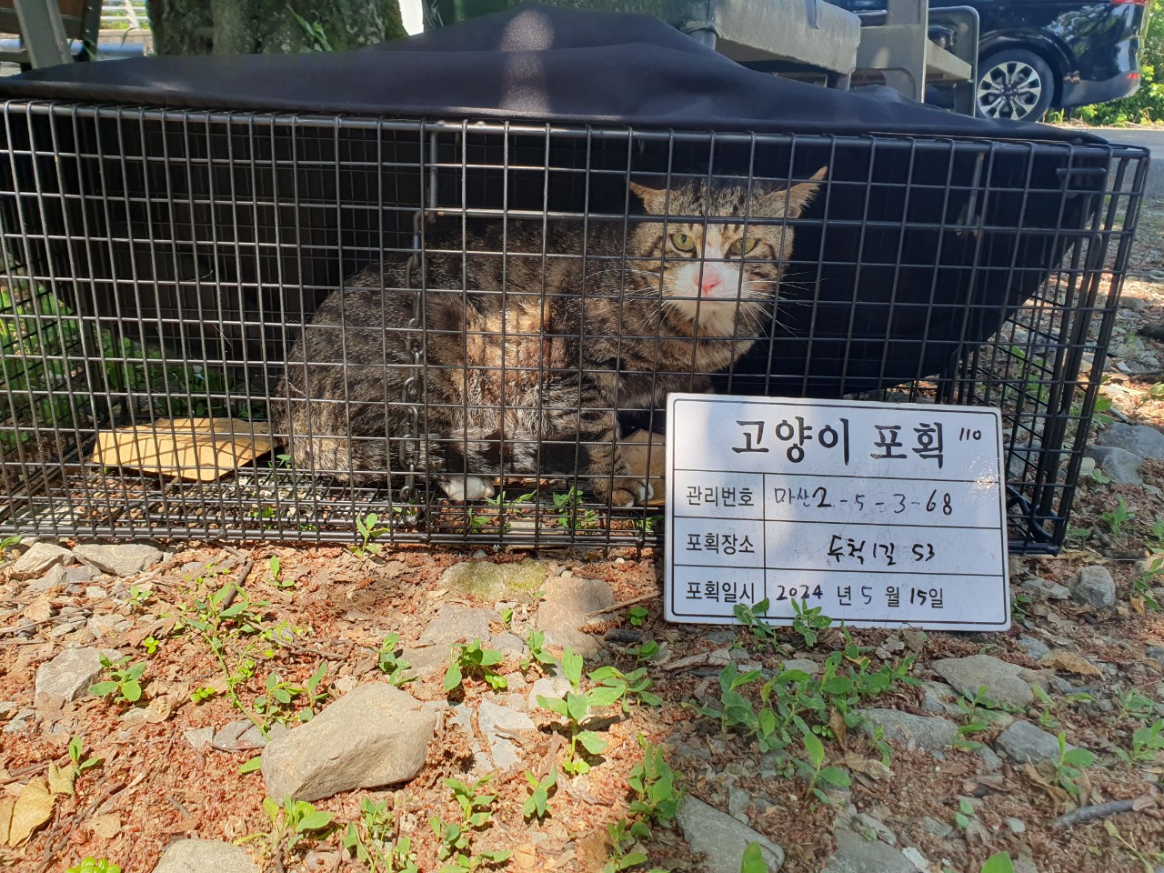 보호중동물사진 공고번호-경남-마산-2024-00745