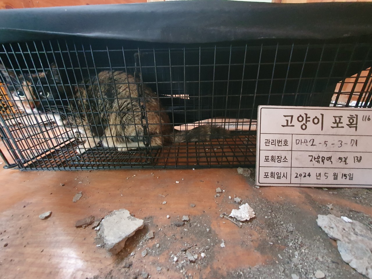 보호중동물사진 공고번호-경남-마산-2024-00748