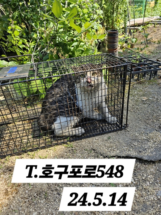보호중동물사진 공고번호-인천-남동-2024-00310