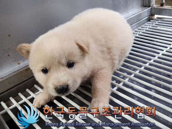 공고 번호가 경기-김포-2024-00356인 믹스견 동물 사진