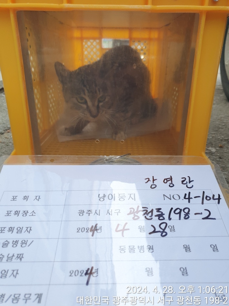 보호중동물사진 공고번호-광주-서구-2024-00186