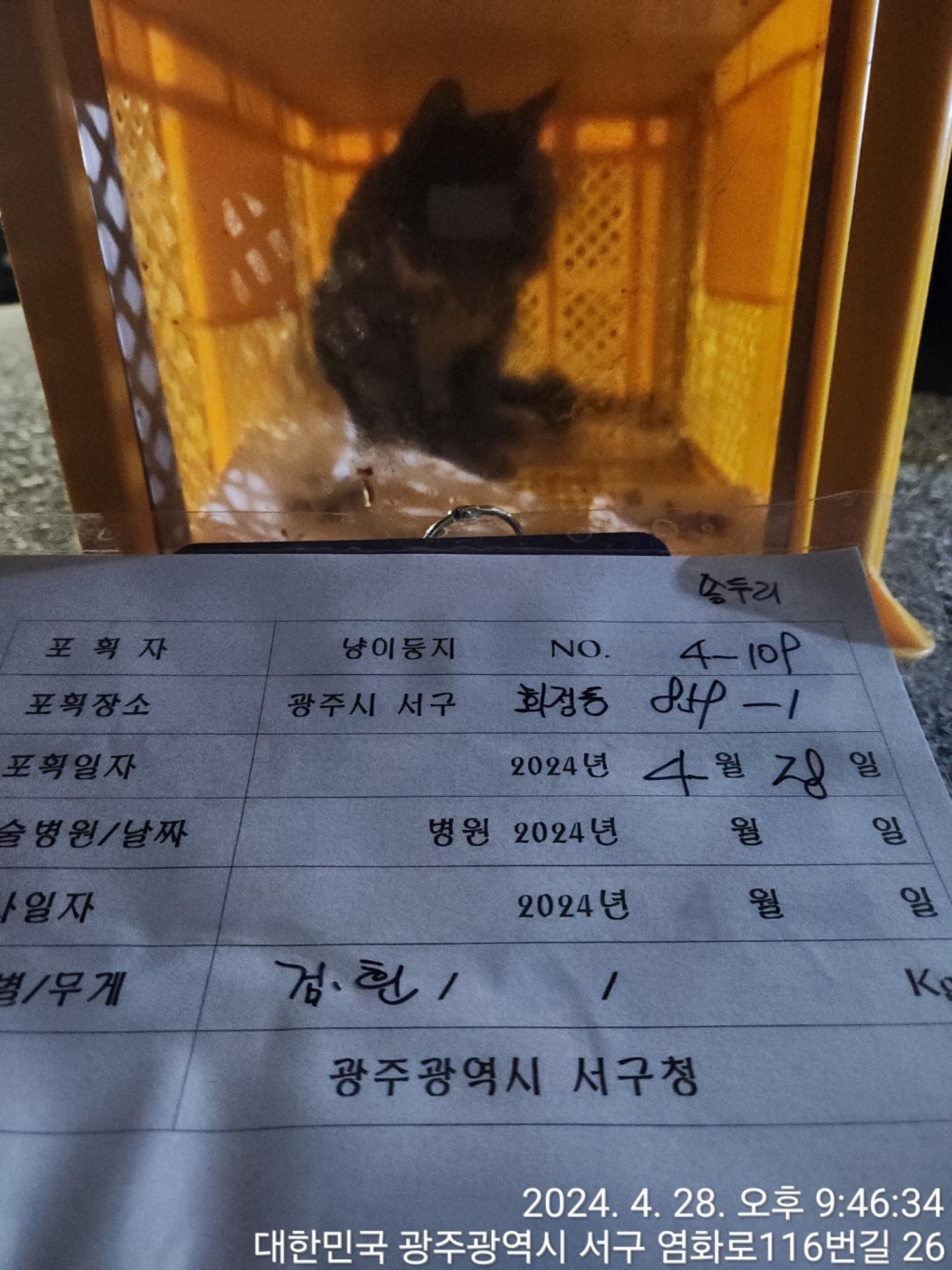 보호중동물사진 공고번호-광주-서구-2024-00189