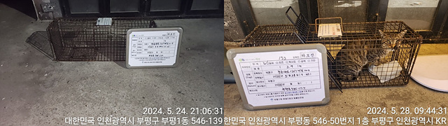 보호중동물사진 공고번호-인천-부평-2024-00221