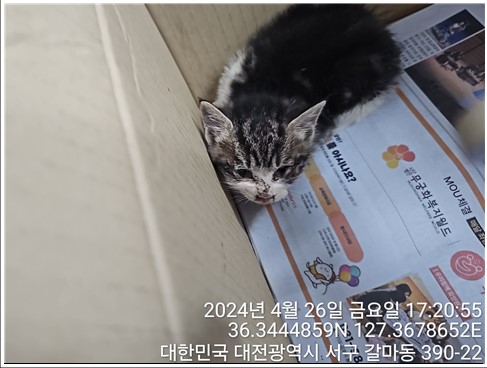 공고 번호가 대전-서구-2024-00126인 한국 고양이 동물 사진  