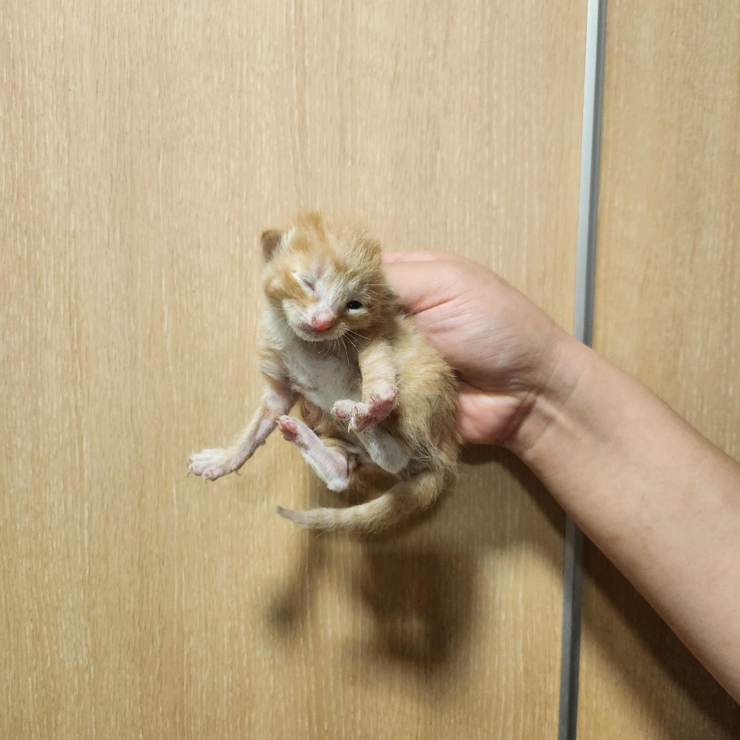 공고 번호가 부산-중구-2024-00051인 한국 고양이 동물 사진  