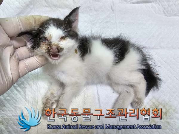 공고 번호가 서울-성북-2024-00063인 한국 고양이 동물 사진  