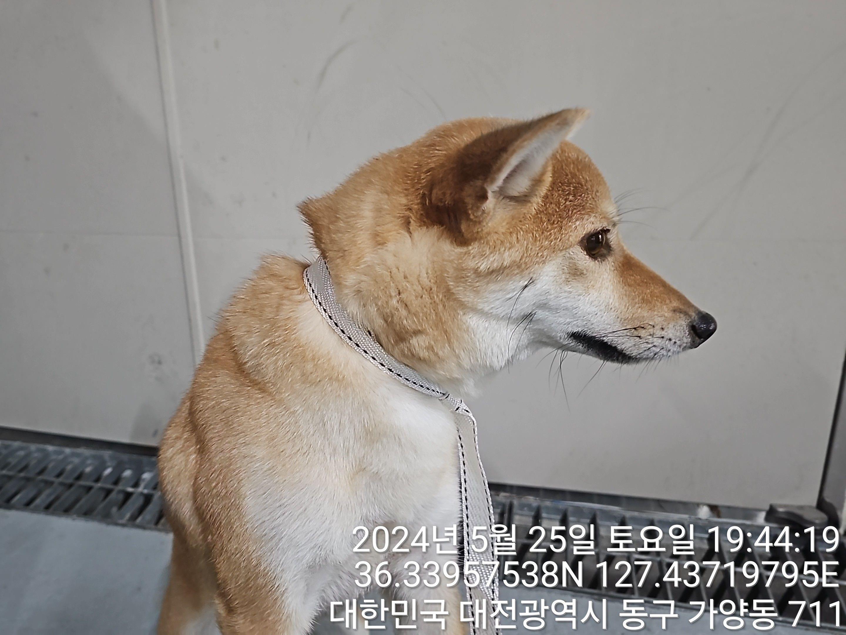 공고 번호가 대전-동구-2024-00144인 시바 동물 사진  