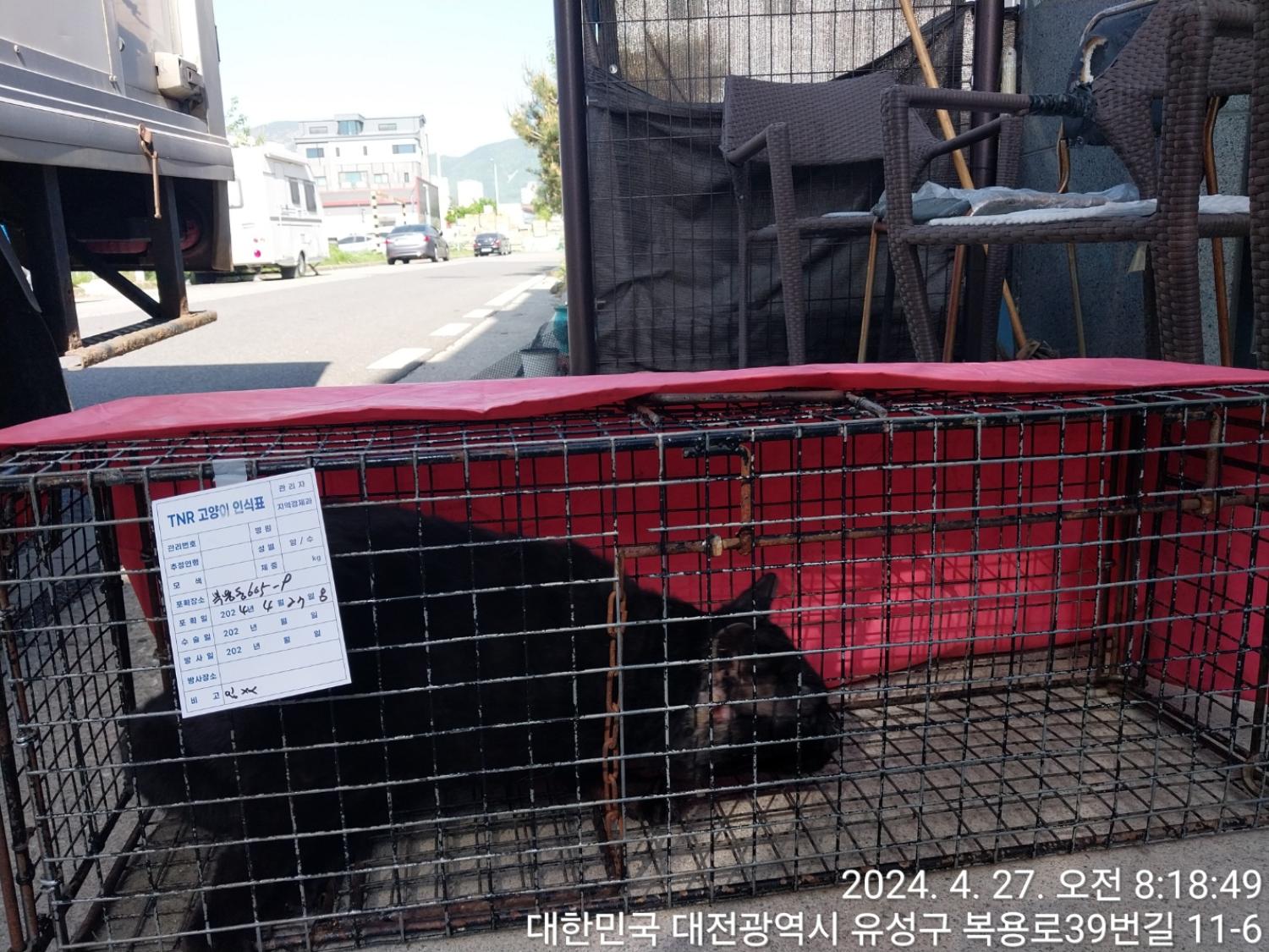 보호중동물사진 공고번호-대전-유성-2024-00178