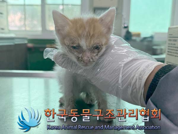 공고 번호가 경기-포천-2024-00440인 한국 고양이 동물 사진