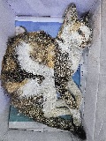 공고 번호가 대구-수성-2024-00229인 한국 고양이 동물 사진
