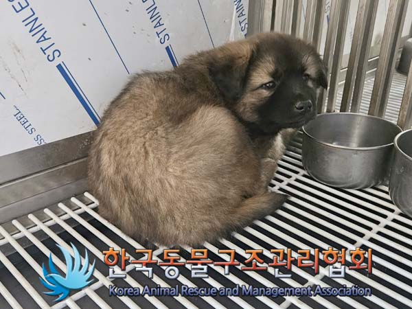 공고 번호가 경기-김포-2024-00402인 믹스견 동물 사진