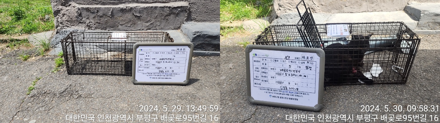 보호중동물사진 공고번호-인천-부평-2024-00233
