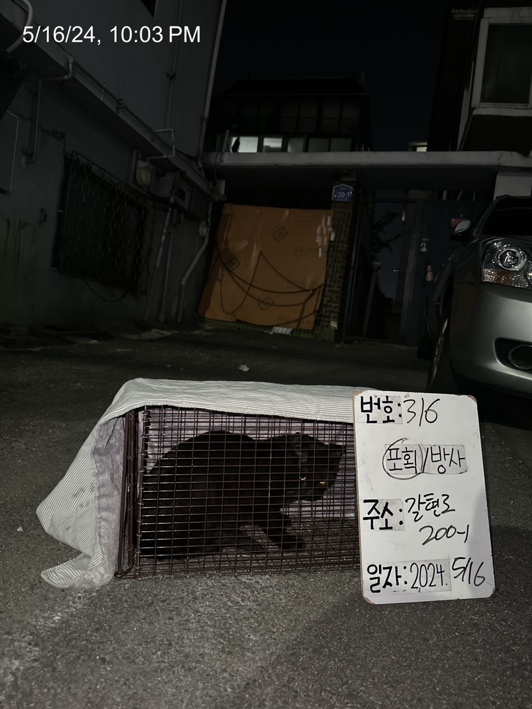 보호중동물사진 공고번호-서울-은평-2024-00316