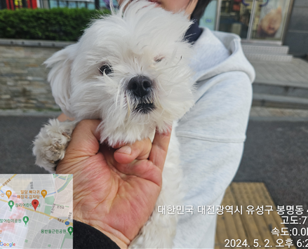 공고 번호가 대전-유성-2024-00132인 말티즈 동물 사진  