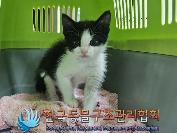 공고 번호가 서울-강서-2024-00072인 한국 고양이 동물 사진