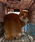 공고 번호가 인천-부평-2024-00196인 한국 고양이 동물 사진