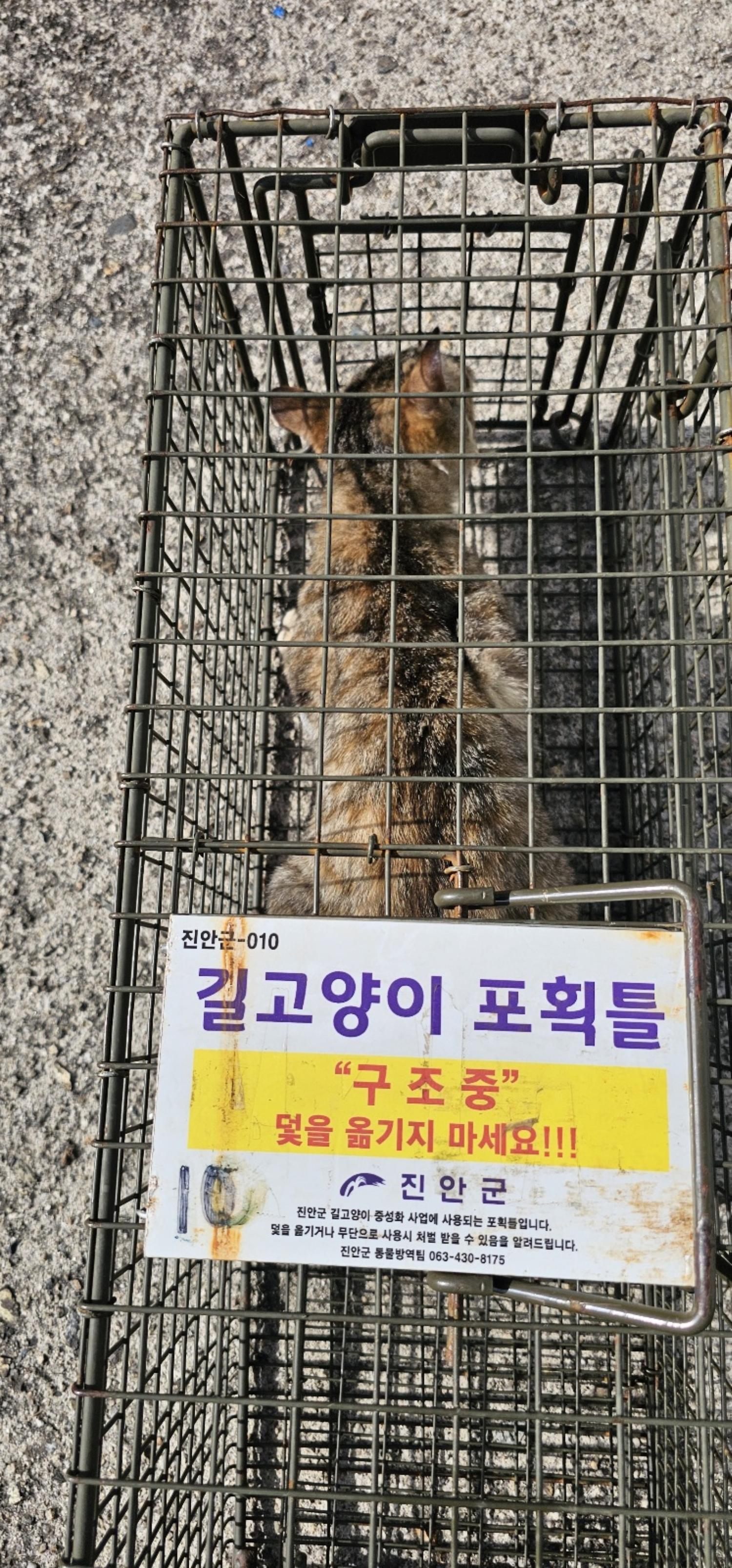 보호중동물사진 공고번호-전북-진안-2024-00221