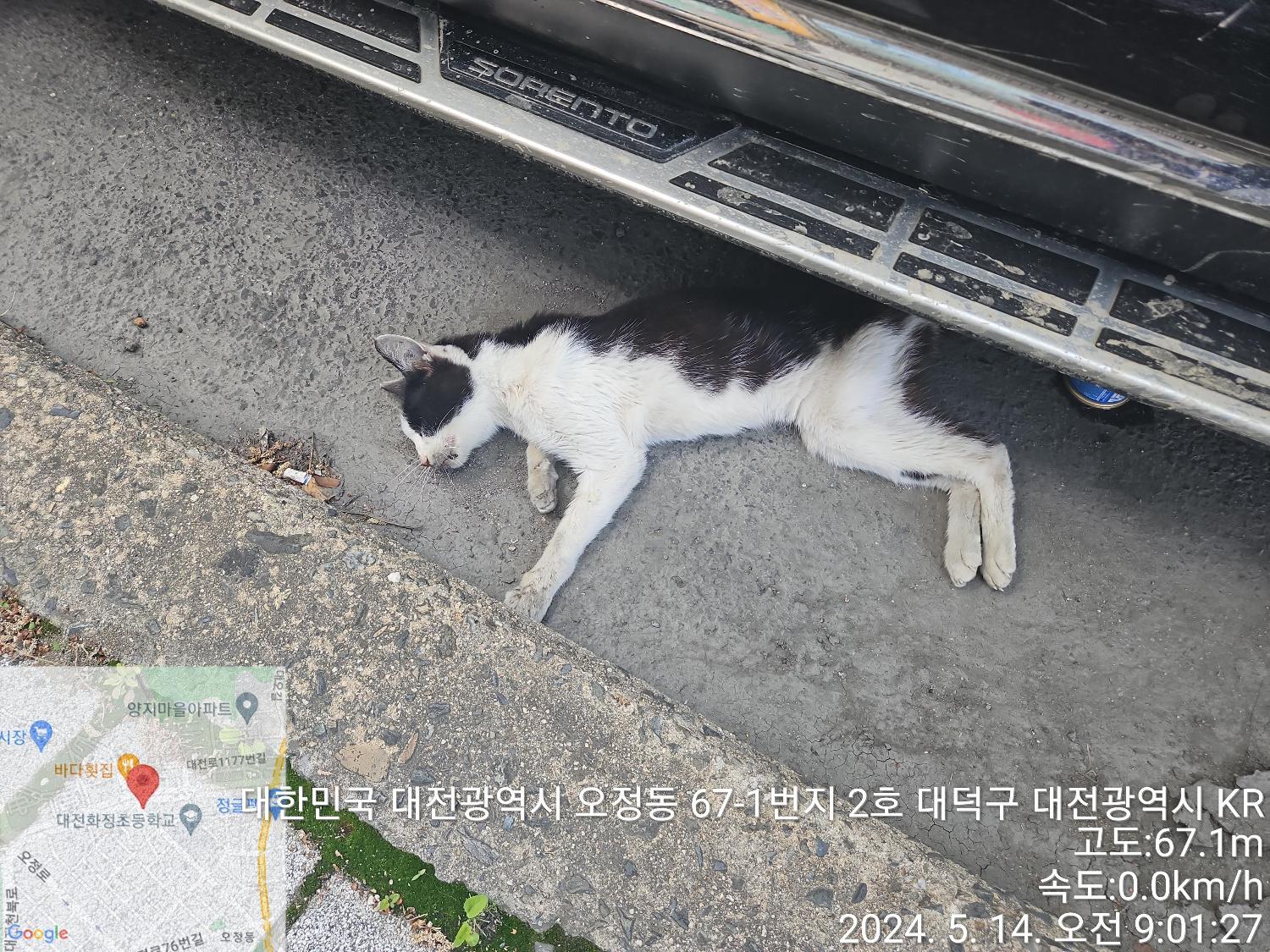 공고 번호가 대전-대덕-2024-00091인 한국 고양이 동물 사진  