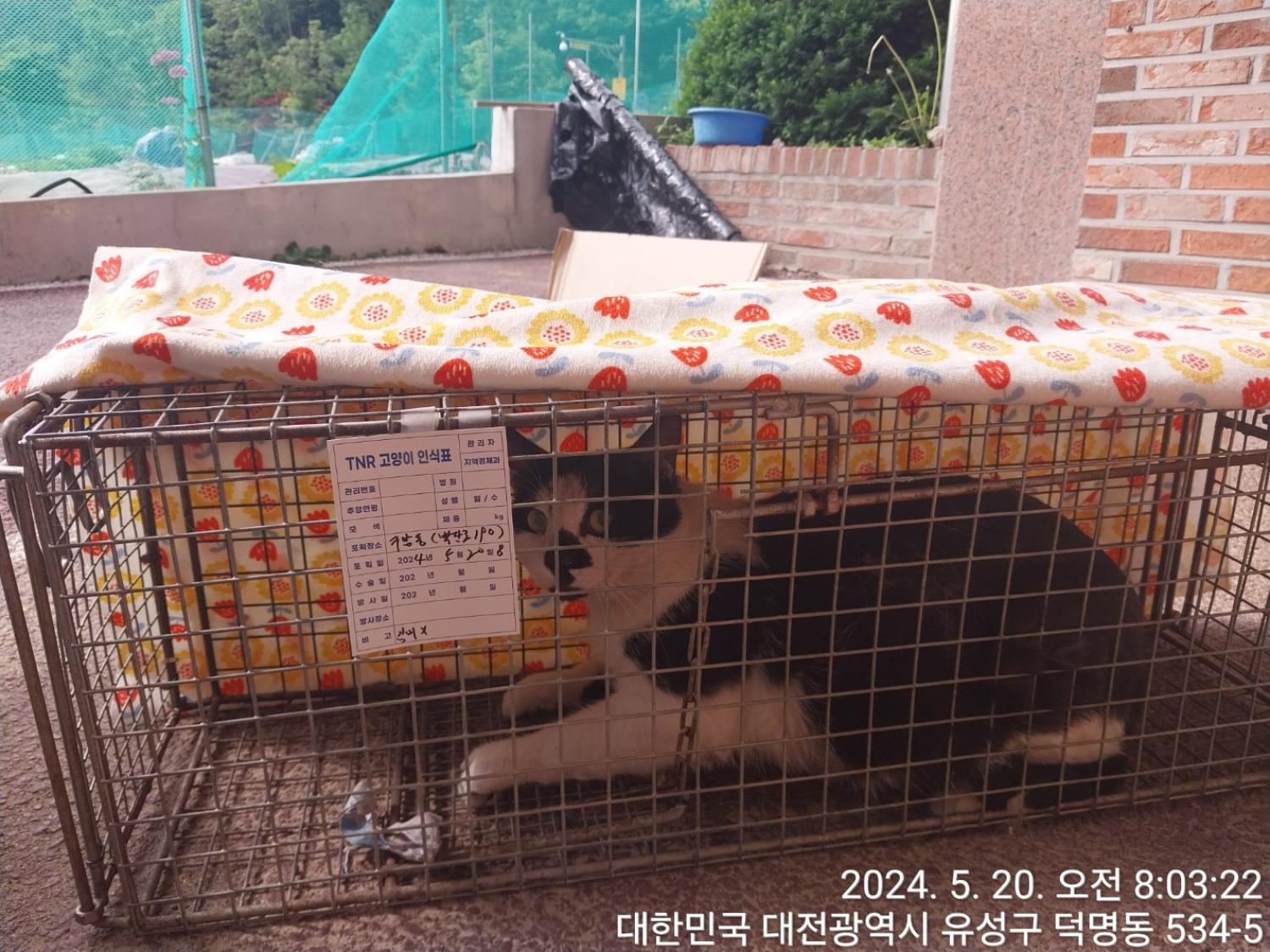 보호중동물사진 공고번호-대전-유성-2024-00213