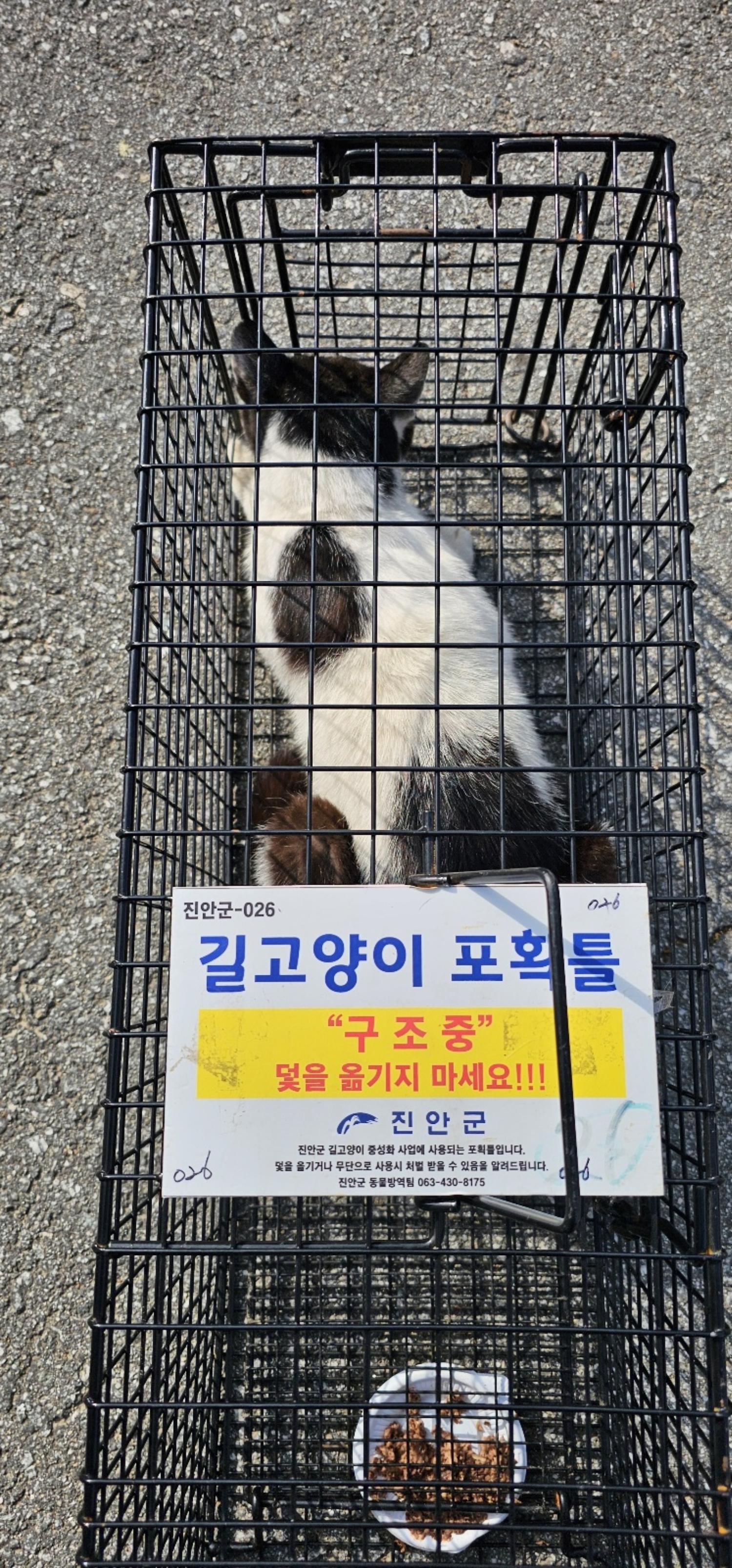 보호중동물사진 공고번호-전북-진안-2024-00262