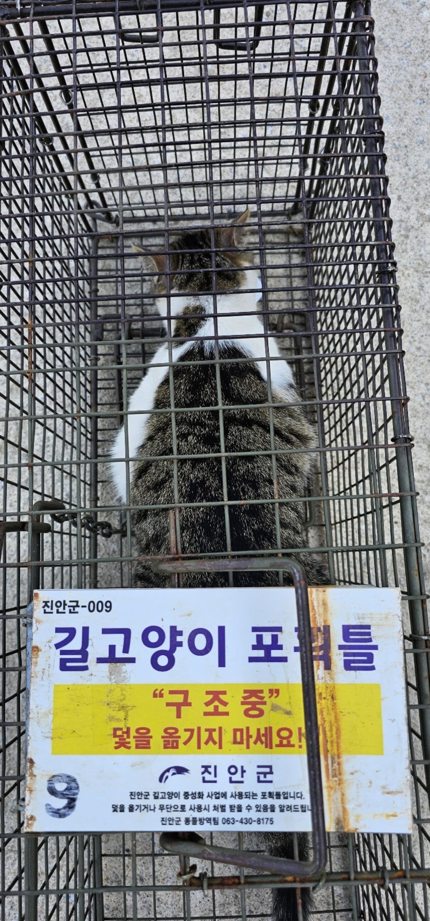 보호중동물사진 공고번호-전북-진안-2024-00263