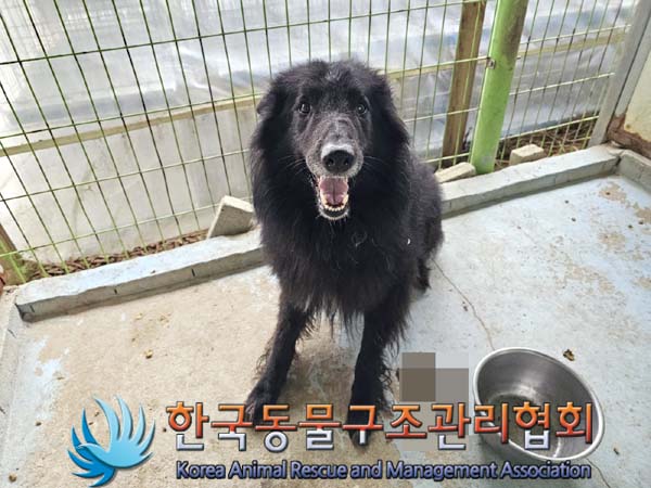 공고 번호가 경기-동두천-2024-00081인 기타 동물 사진