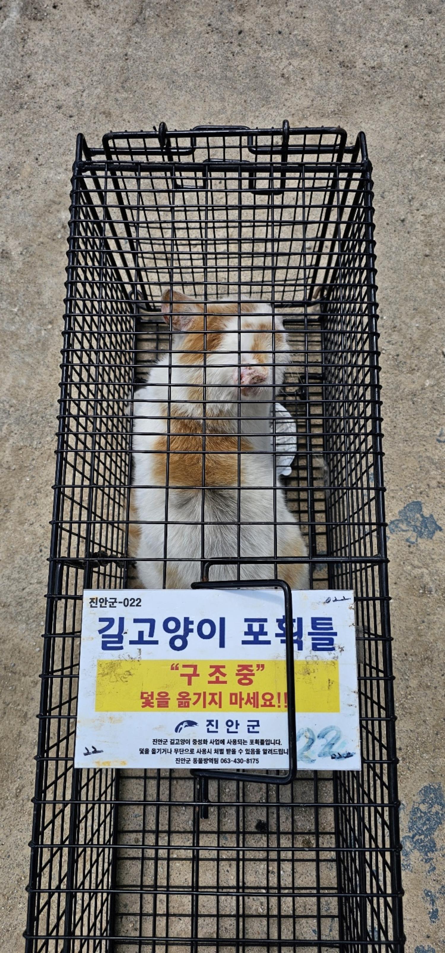 보호중동물사진 공고번호-전북-진안-2024-00294