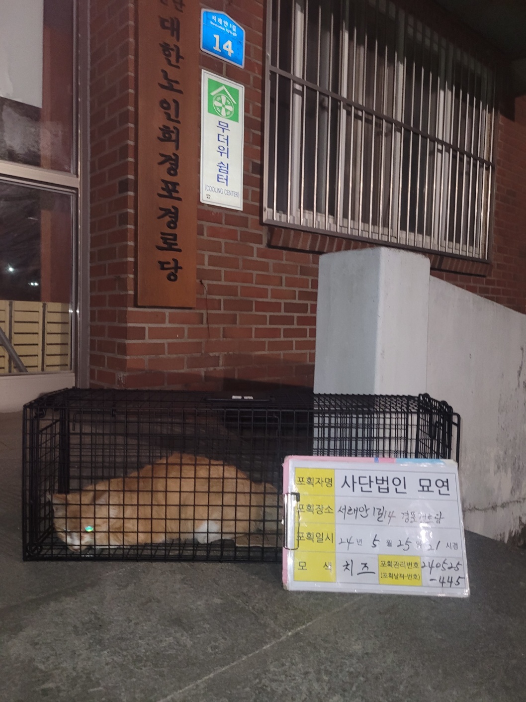 보호중동물사진 공고번호-전북-군산-2024-00443
