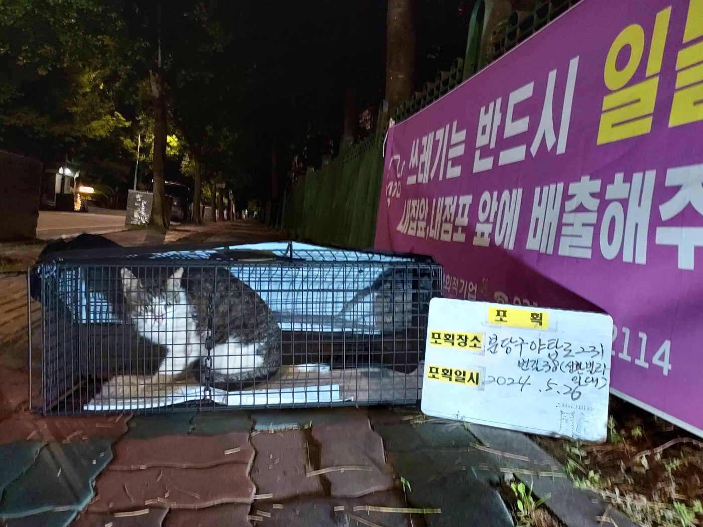 보호중동물사진 공고번호-경기-성남-2024-00368