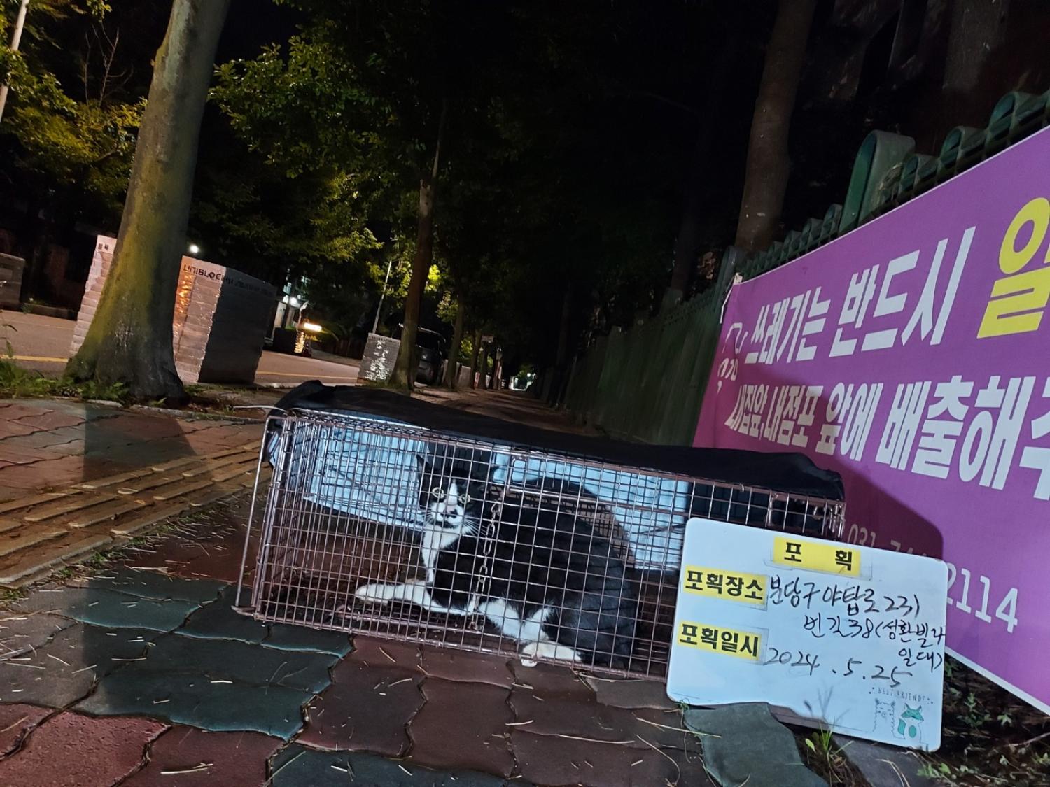 보호중동물사진 공고번호-경기-성남-2024-00365