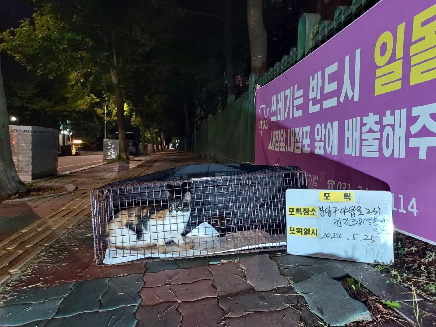 보호중동물사진 공고번호-경기-성남-2024-00366