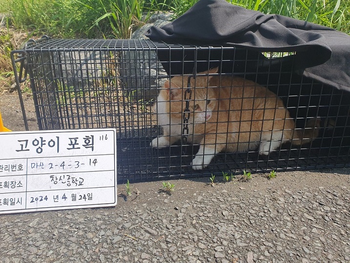 보호중동물사진 공고번호-경남-마산-2024-00568
