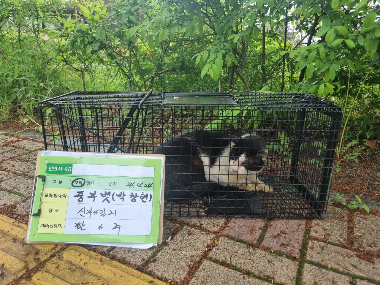 보호중동물사진 공고번호-충남-천안-2024-00497