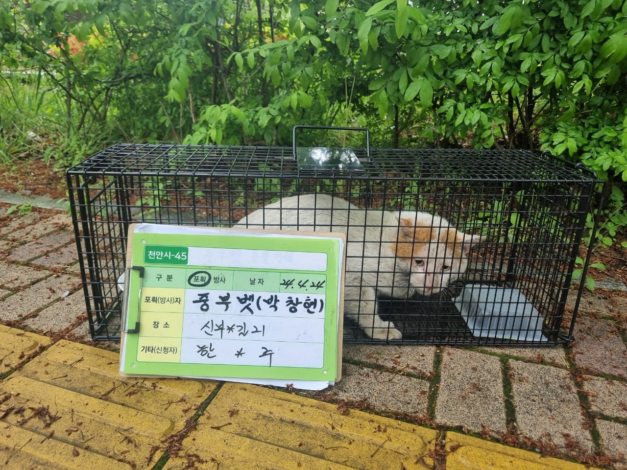 보호중동물사진 공고번호-충남-천안-2024-00496