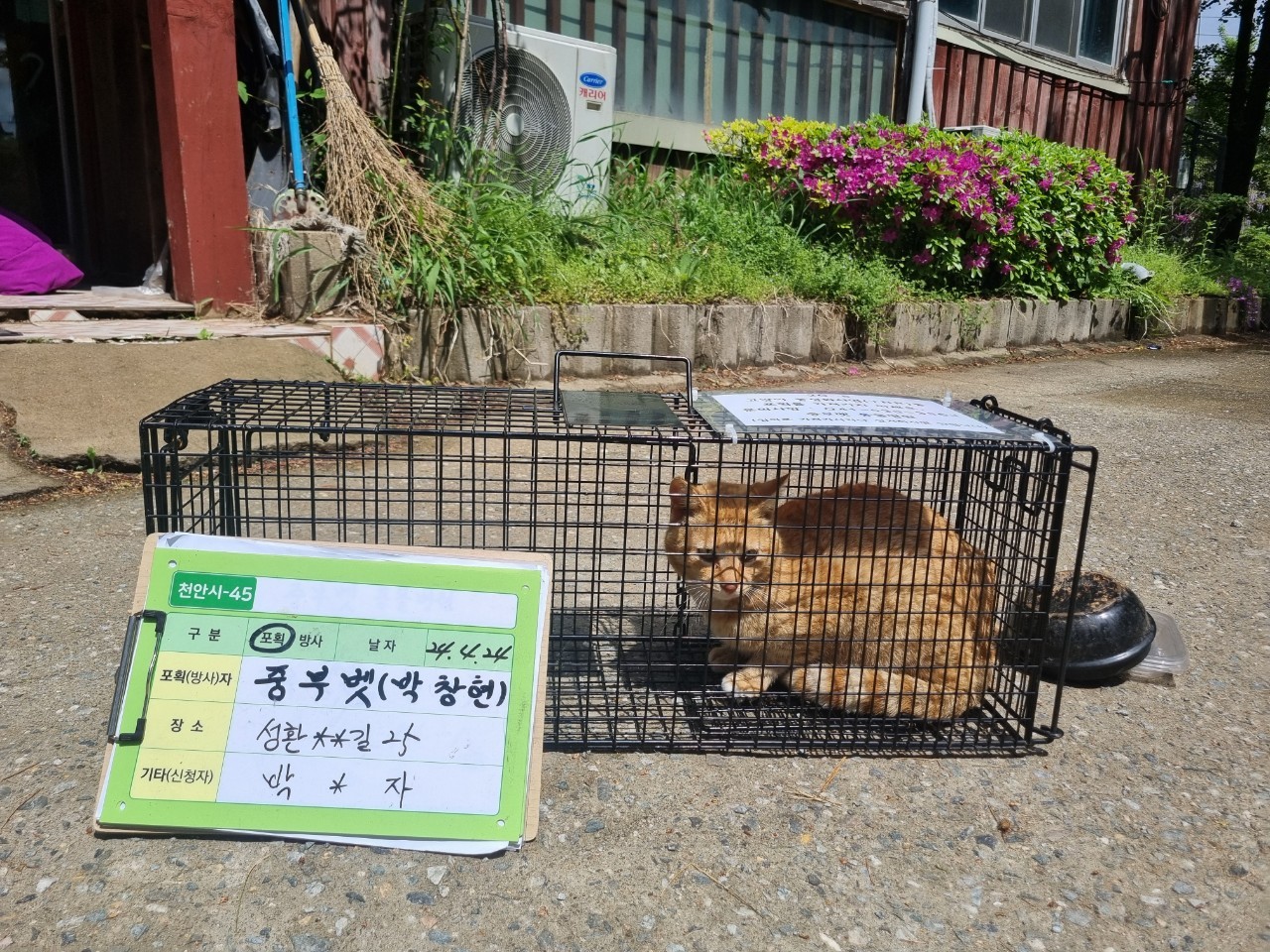 보호중동물사진 공고번호-충남-천안-2024-00499