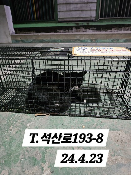보호중동물사진 공고번호-인천-남동-2024-00237
